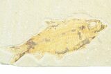Knightia Fossil Fish From Wyoming  - Photo 3